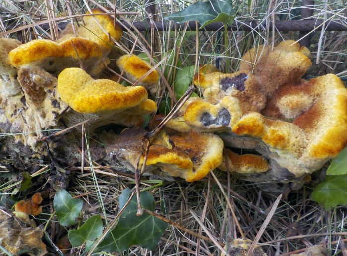 Pycnoporellus fulgens