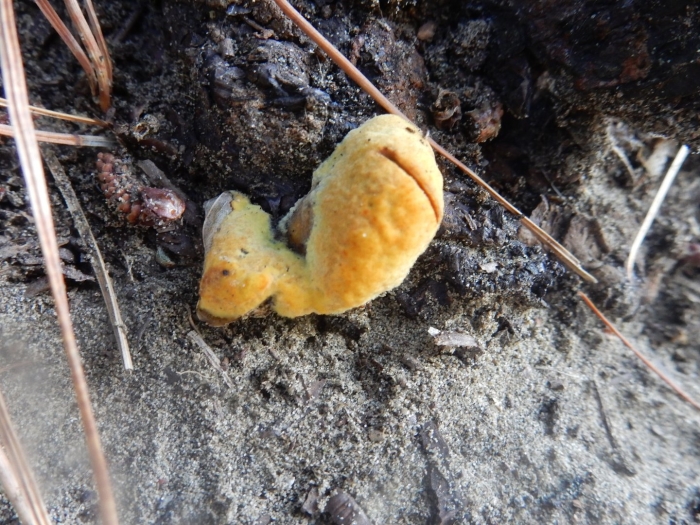 Гапалопилус шафранно-желтый