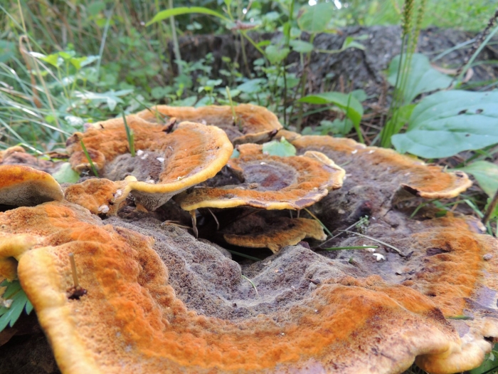 Трутовик швейница