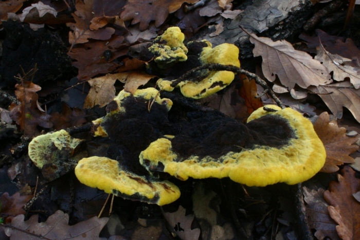 Феолус швейница гриб