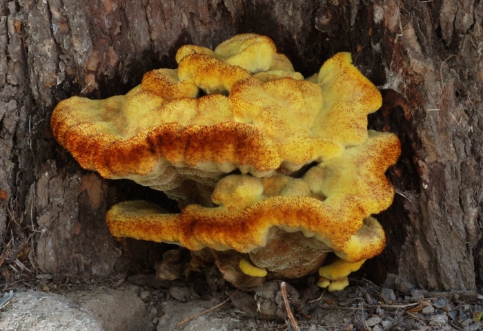 Серно желтый трутовик