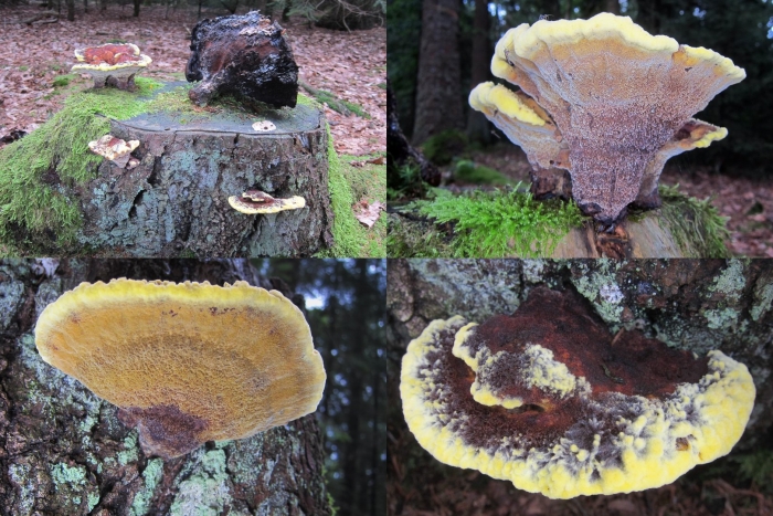 Phaeolus schweinitzii