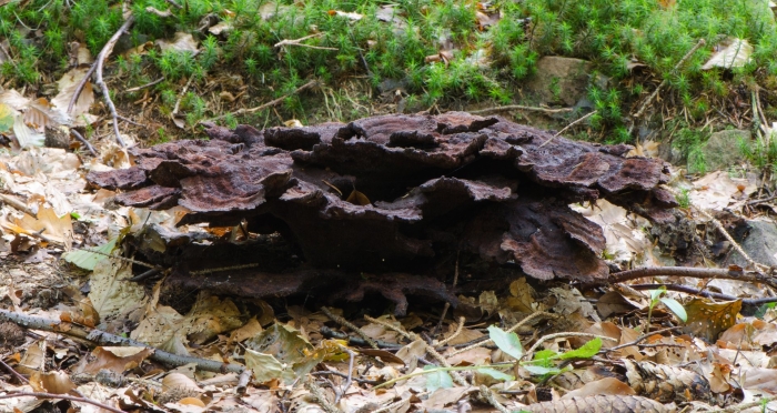 Phaeolus schweinitzii