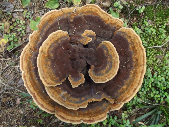 Трутовик швейница