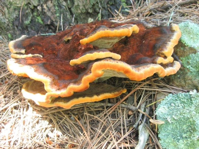 Трутовик чешуйчатый трутовики