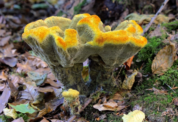 Гриб трутовик