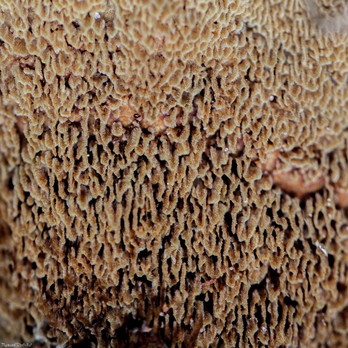 Феолус швейница гриб