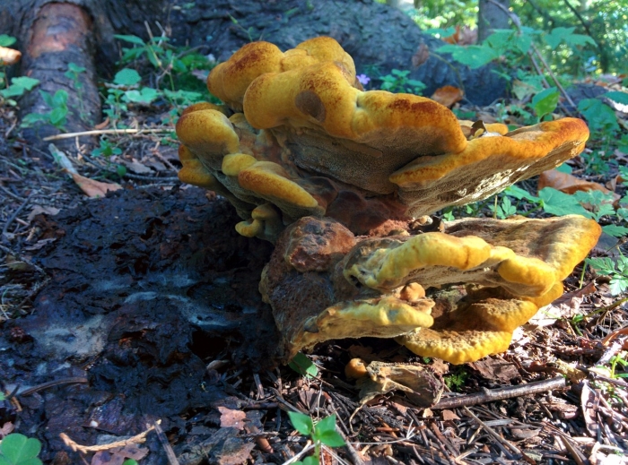 Гриб трутовик серно желтый