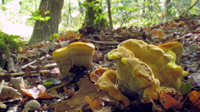 Laetiporus sulphureus