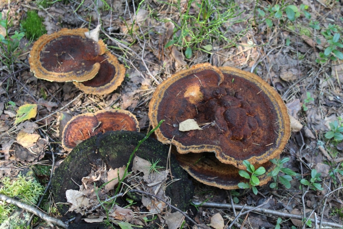 Gloeophyllum sepiarium