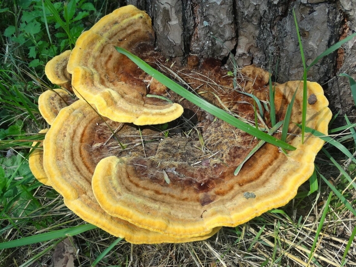 Трутовик швейница