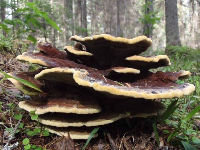 Трутовик швейница