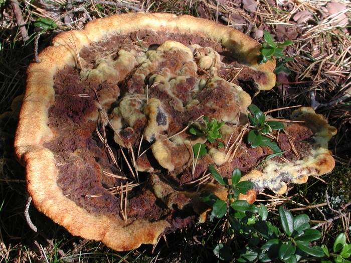 Трутовик чешуйчатый