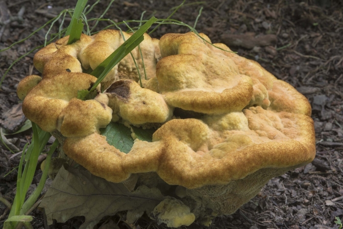 Трутовик серно жёлтый трутовики