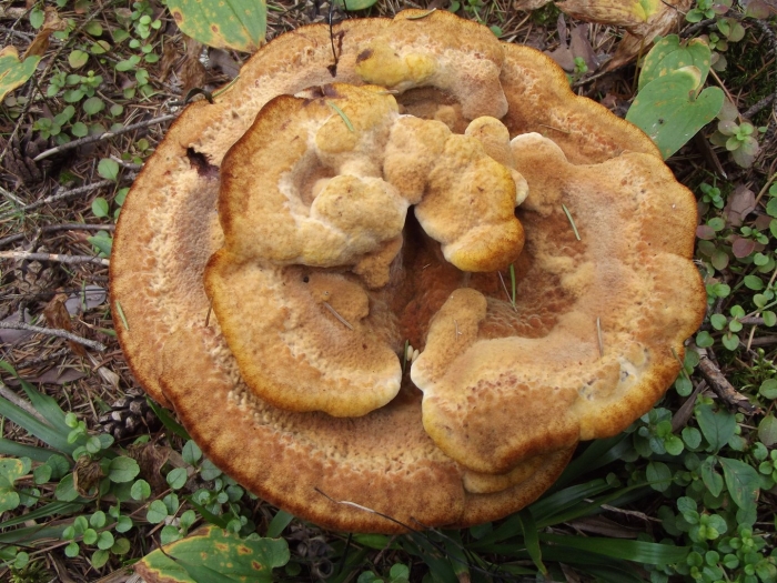 Трутовик гриб клубненосный