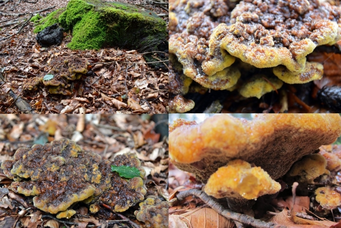 Gloeophyllum odoratum