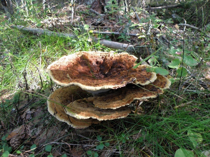 Трутовик швейница