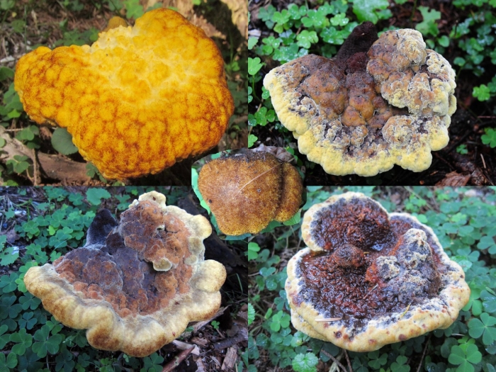 Phaeolus schweinitzii