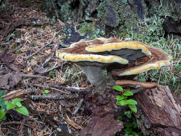 Трутовик окаймленный fomitopsis pinicola