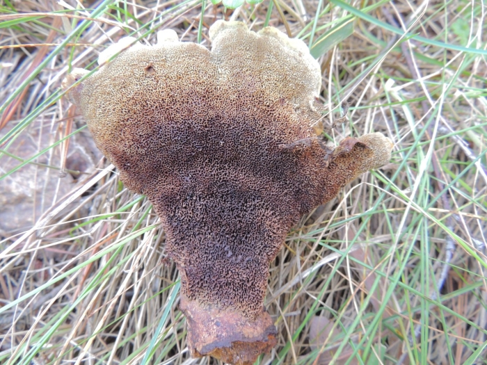 Гриб ежовик шероховатый