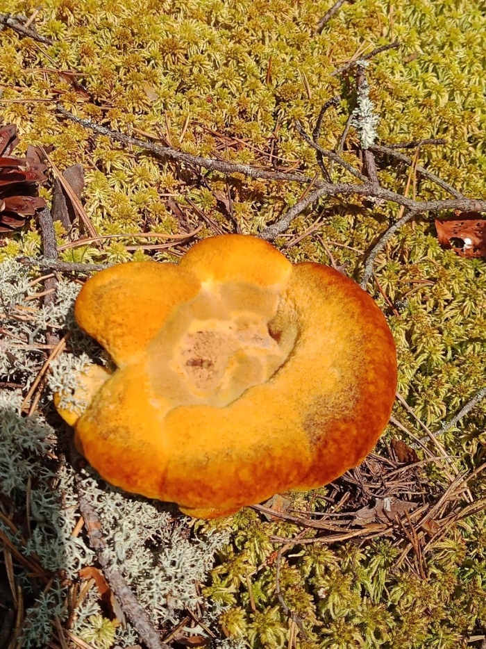 Omphalotus olearius