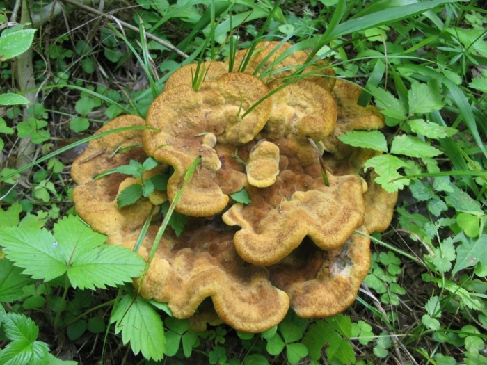 Трутовик швейница