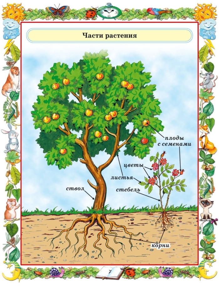 Части растений 1 класс окружающий мир