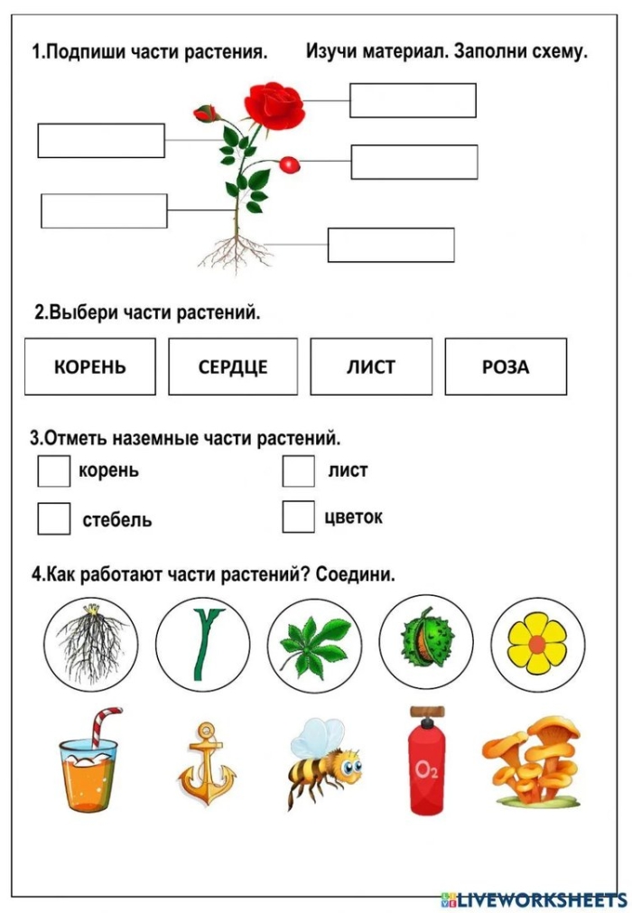 Часть растения