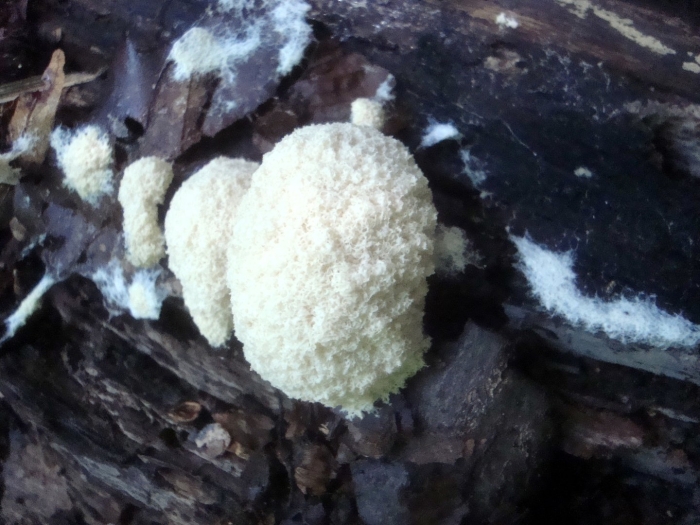 Слизевик плазмодий