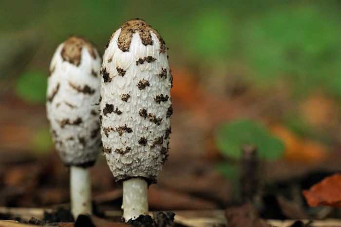 Вонючий гриб