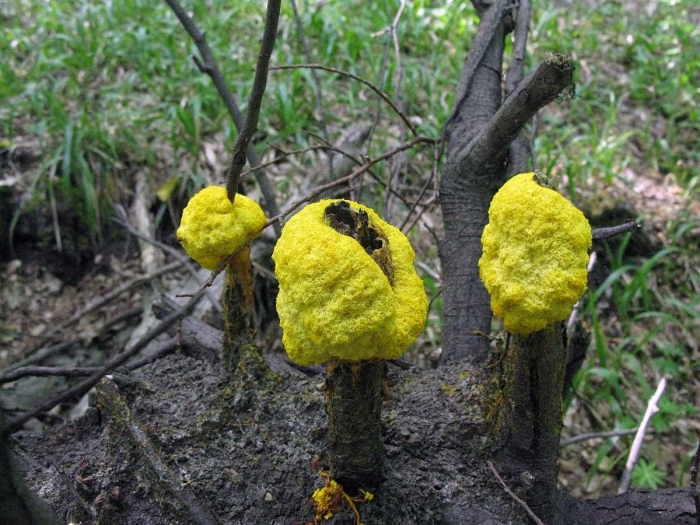 Слизевик фулиго