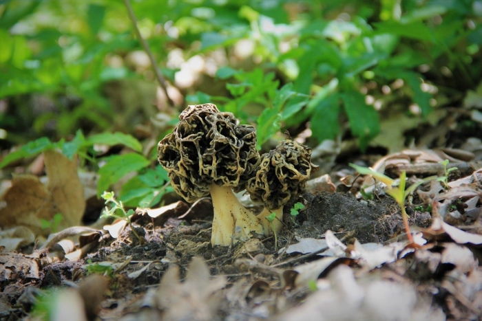 Грибы средней полосы