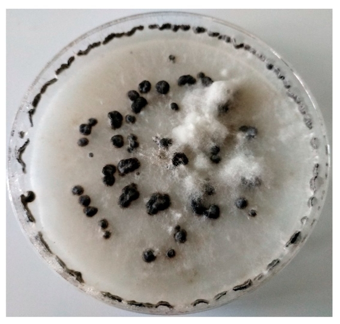 Черная плесень аспергиллус