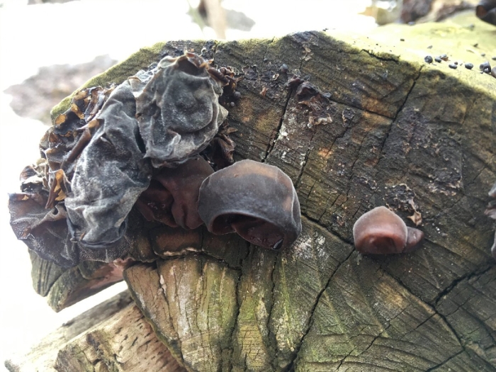Auricularia auricula judae