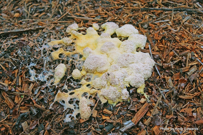 Dog vomit slime mold