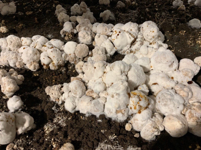 Болезни шампиньонов в грибнице