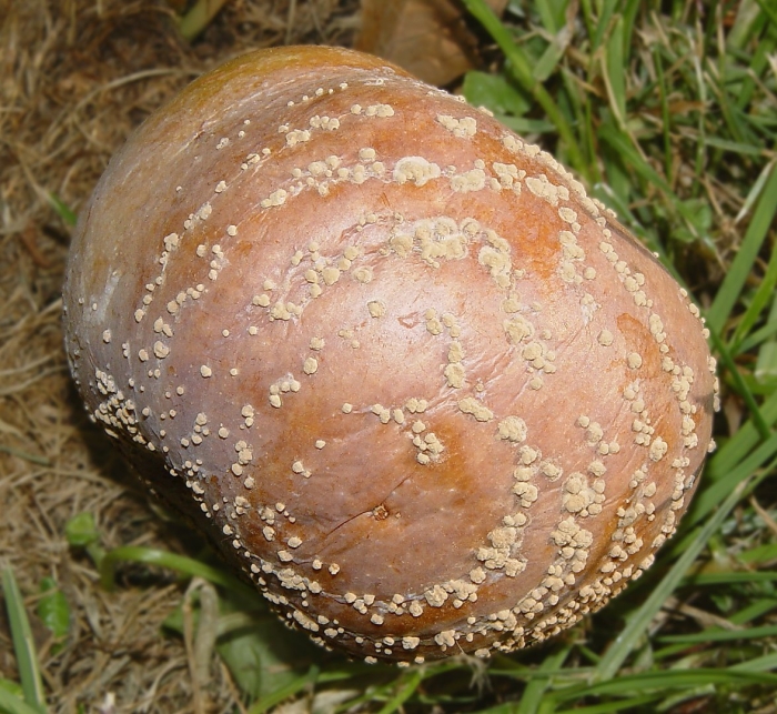 Парша монилиоз яблони