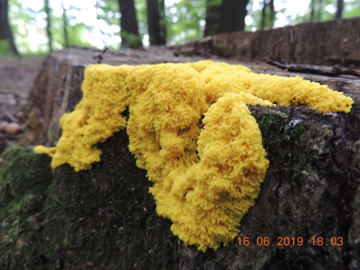 Гриб physarum polycephalum