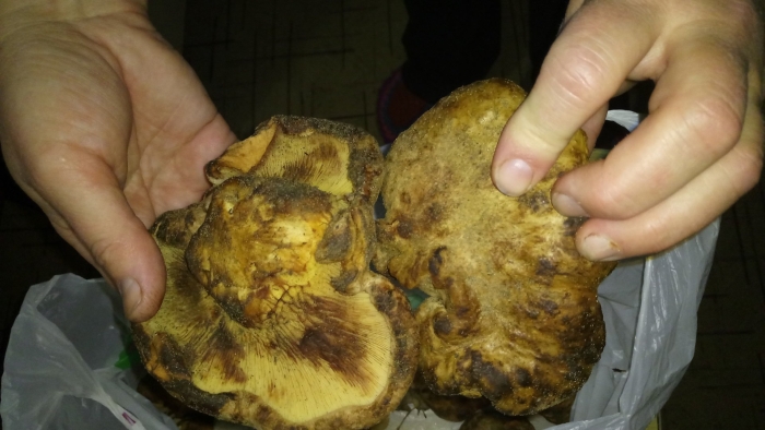 Сморчок вонючий гриб