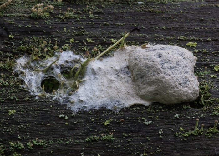 Слизевик фулиго