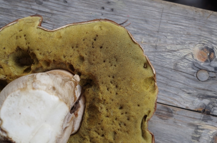 Boletus reticulatus
