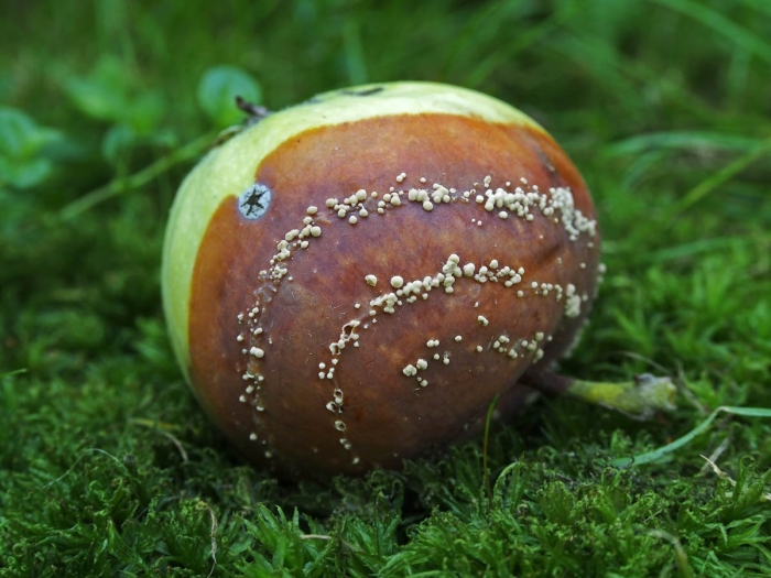 Плодовая гниль яблони