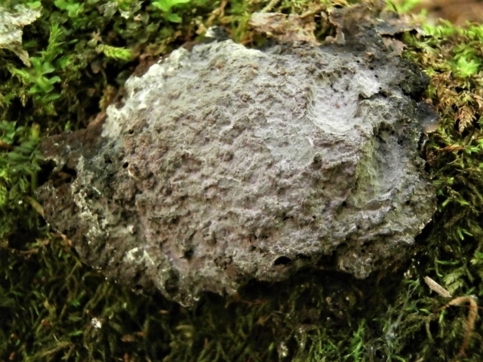 Thelephora terrestris