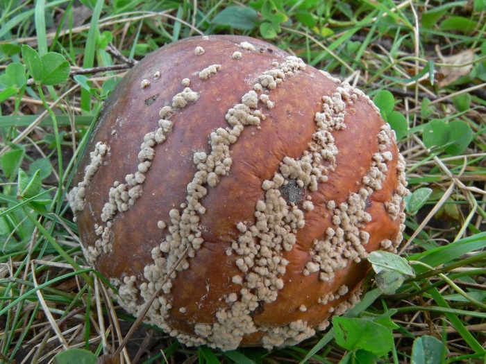 Монилия (monilia)