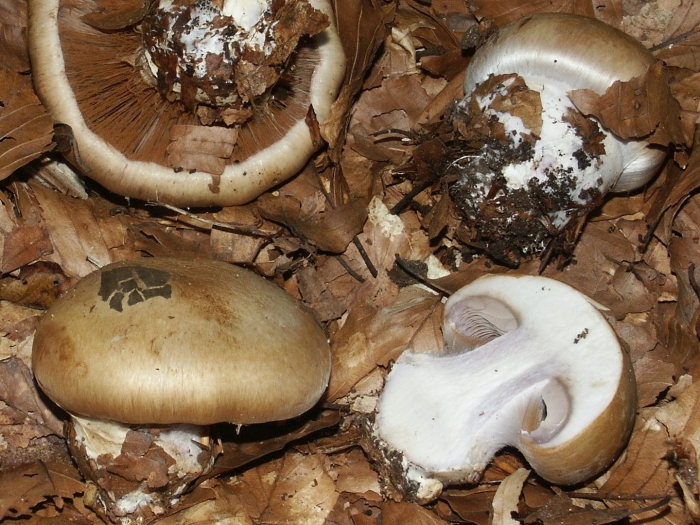 Паутинник голубовато опоясанный cortinarius balteatocumatilis
