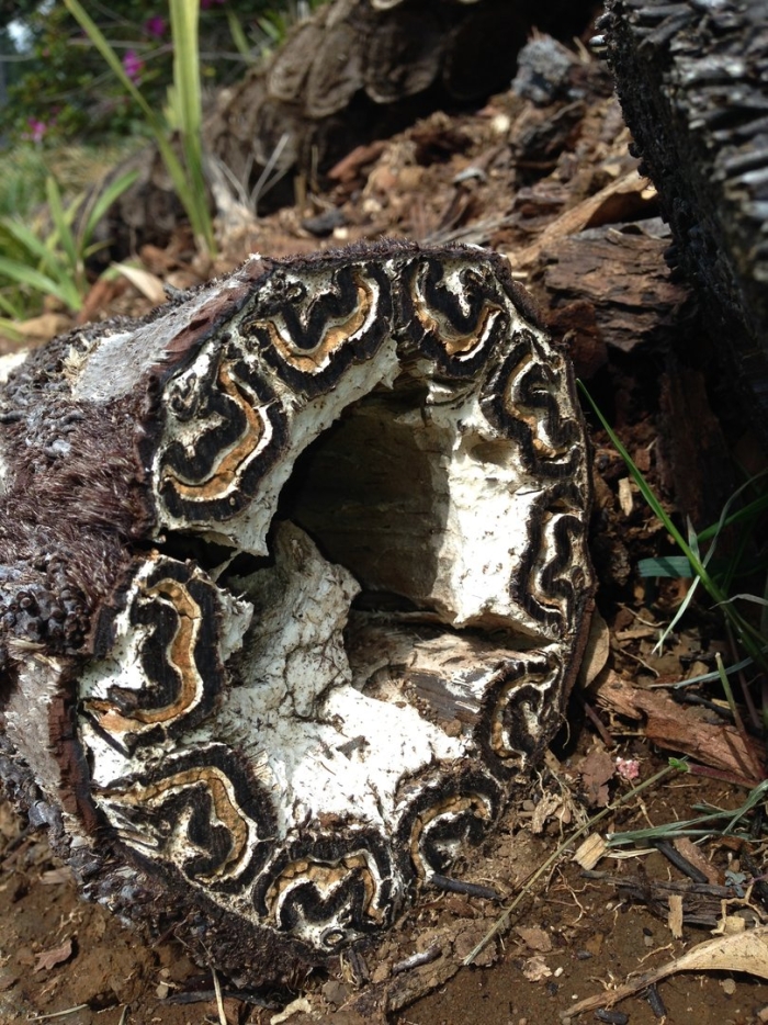 Трутовик траметес