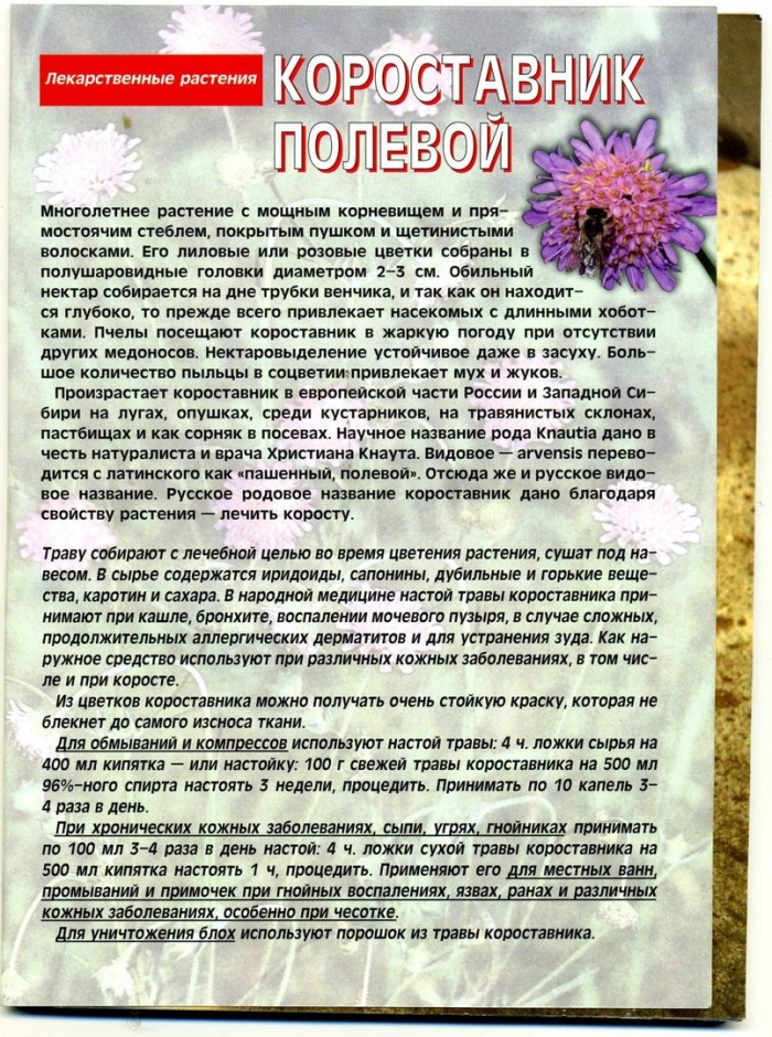 Короставник полевой