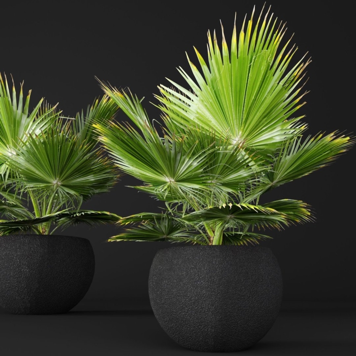 Брахея пальма комнатная