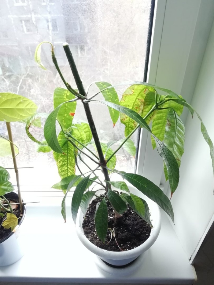 Манго вырастить из косточки в домашних условиях