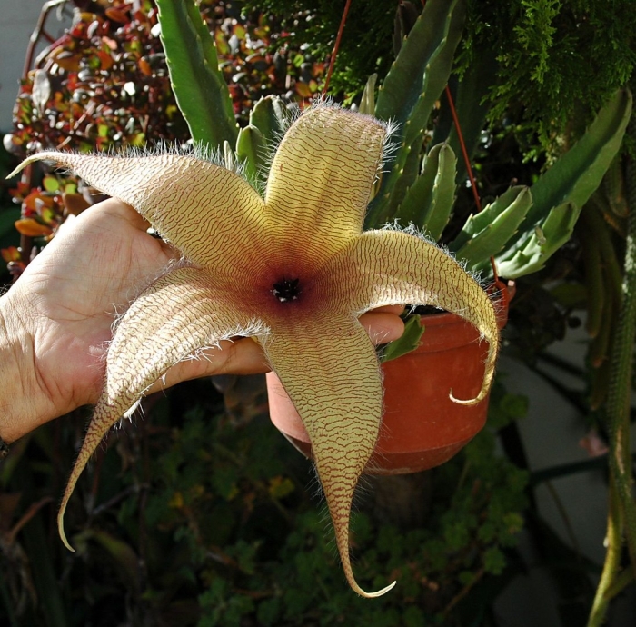 Stapelia gigantea